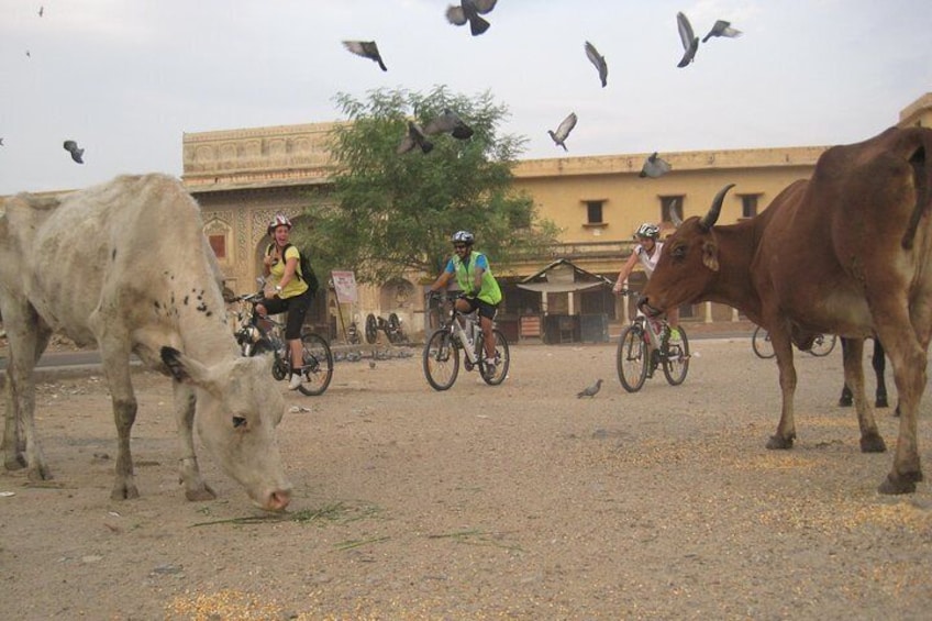3-Hour Morning Bike Tour of Jaipur