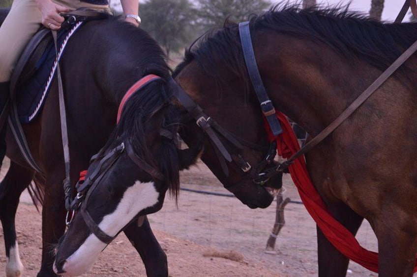 Jaipur Horse Riding Adventure