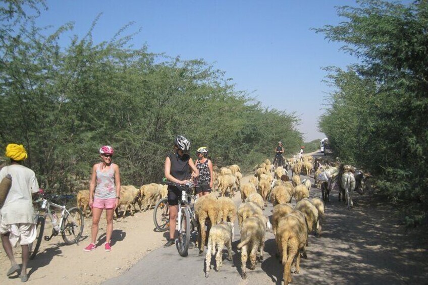 Jaipur Village Cycling Safari