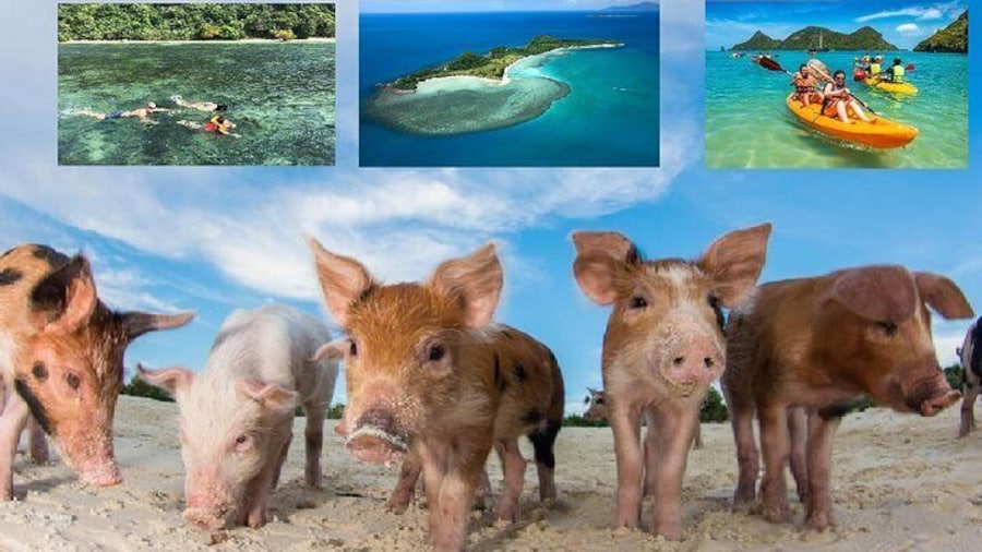 Pig Island Experience By Speed Boat, Snorkeling, Kayaking Relaxing on the Beach