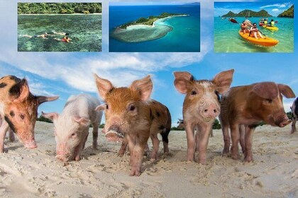 Pig Island Experience By Speed Boat, Snorkelling, Kayaking Relaxing on the ...