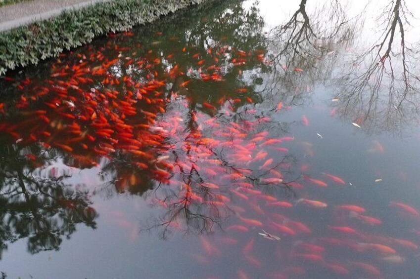 Viewing Fish in Flower Harbour