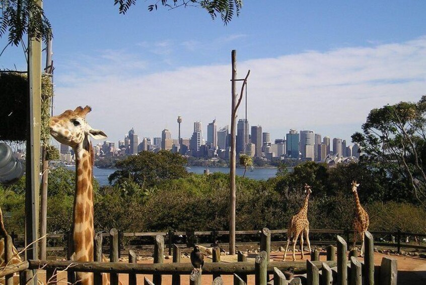 Sydney Taronga Zoo