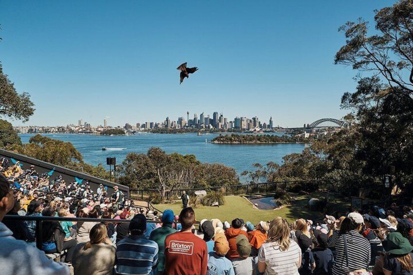 Free Flight Birds at Taronga Zoo