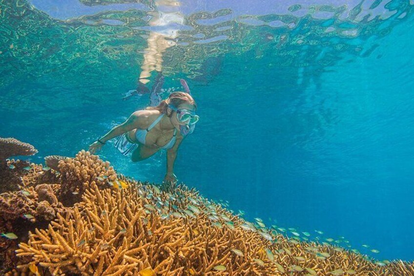 Snorkel the Great Barrier Reef