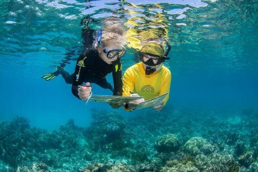 Passions of Paradise Great Barrier Reef Snorkel and Dive Cruise from Cairns by Luxury Catamaran