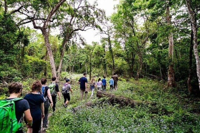 Chitwan Jungle Safari