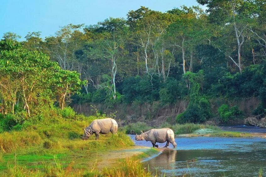 Chitwan Jungle Safari All-Inclusive Package from Kathmandu