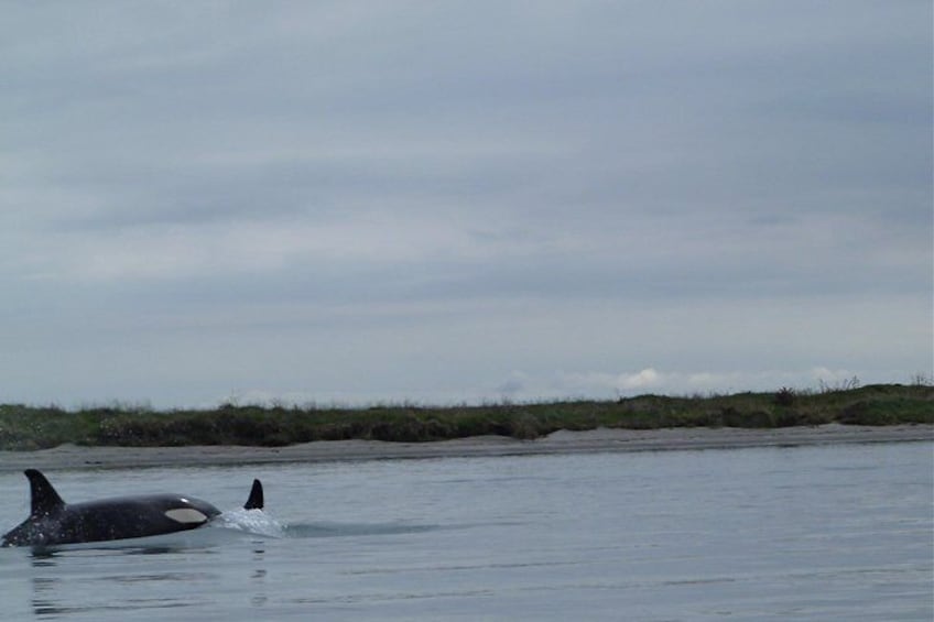 Orca visit Ohiwa several times a year