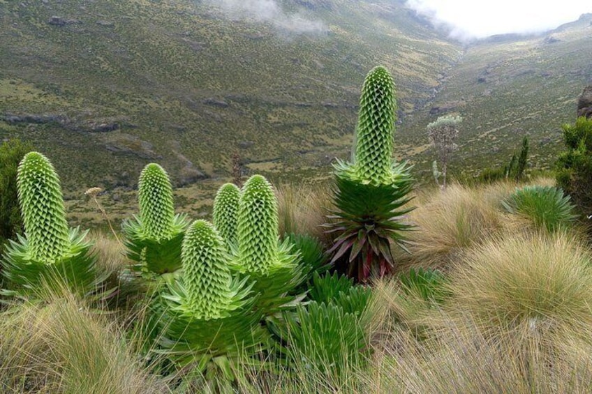 Climbing Mount Kenya 5 Days Via Chogoria Route