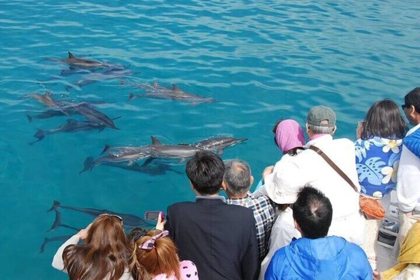 Dolphin Cruise