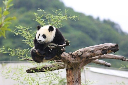 Chengdu: Panda Base Leshan Buddha English-guided Group Tour