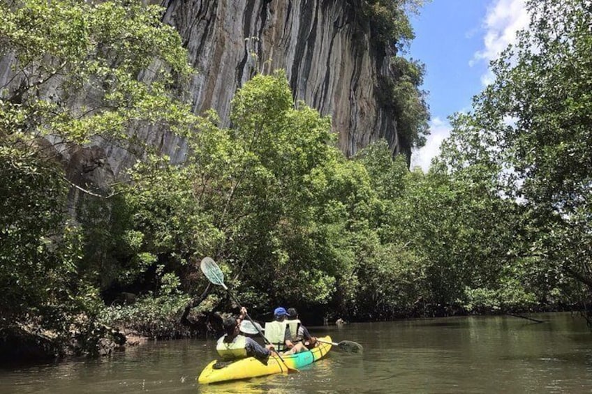 Exploring mangroves 