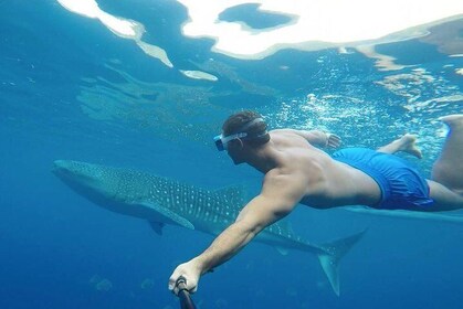 Oslob Whale Shark Watching