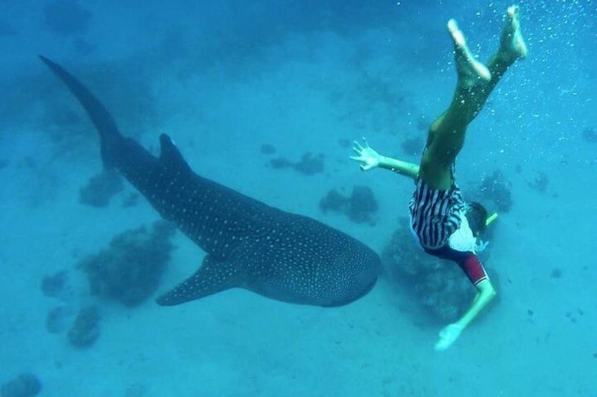 Snorkeling with the whale sharks