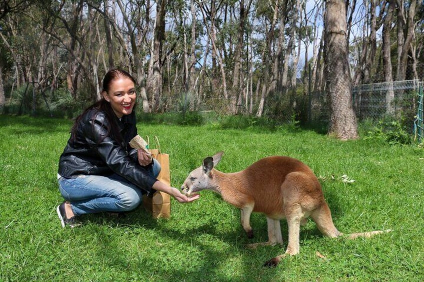 Cleland Wildlife Park Experience - from Adelaide including Mt Lofty Summit
