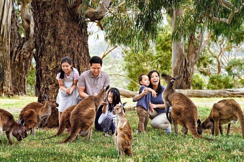 Cleland Wildlife Park Experience - from Adelaide including Mt Lofty Summit