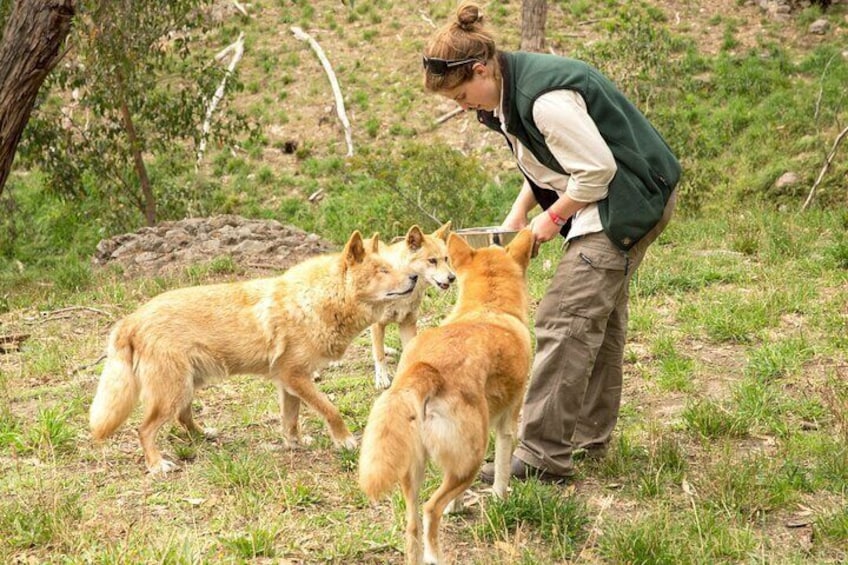 Cleland Wildlife Park Experience - from Adelaide including Mt Lofty Summit