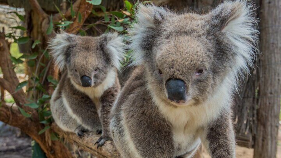 Cleland Wildlife Park Experience - from Adelaide including Mt Lofty Summit