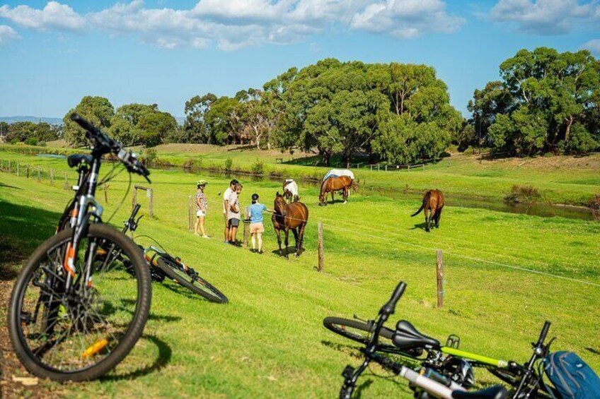 Adelaide City to Sea Bike Tour