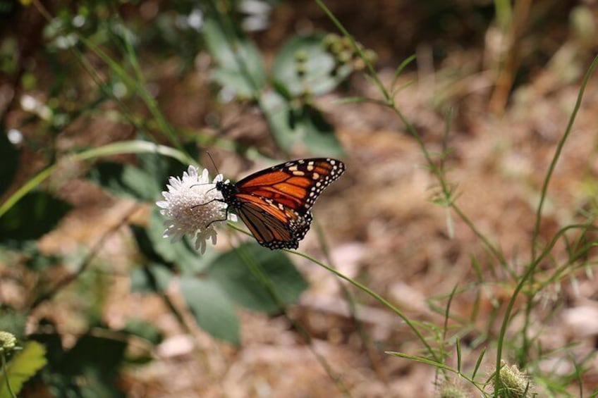 Butterfly in the park