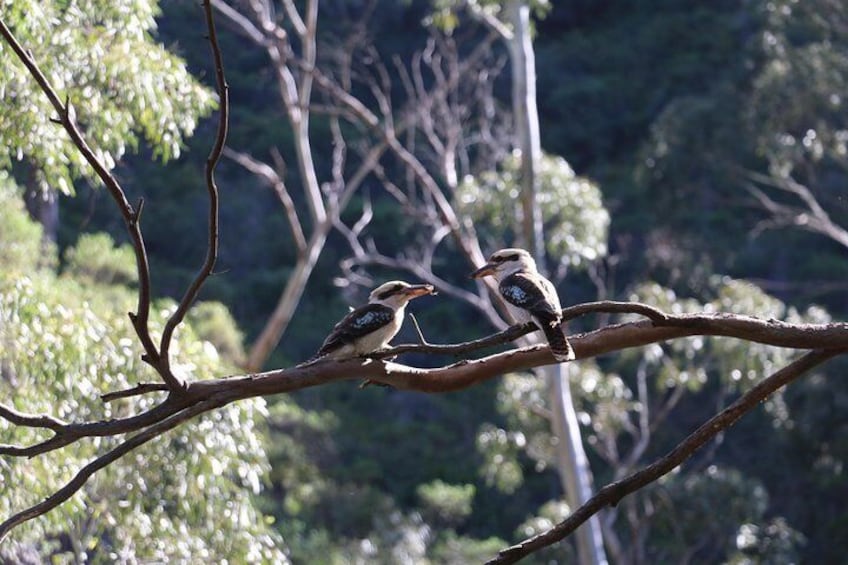 Kookaburra's