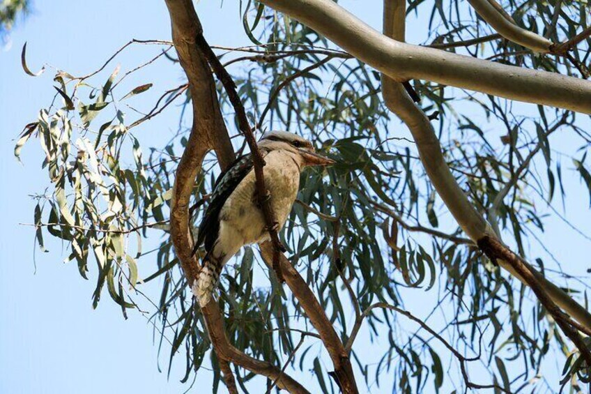 Morialta Wilderness and Wildlife Hike