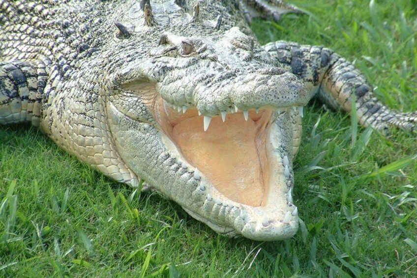 Croc Express to Australia Zoo from Brisbane