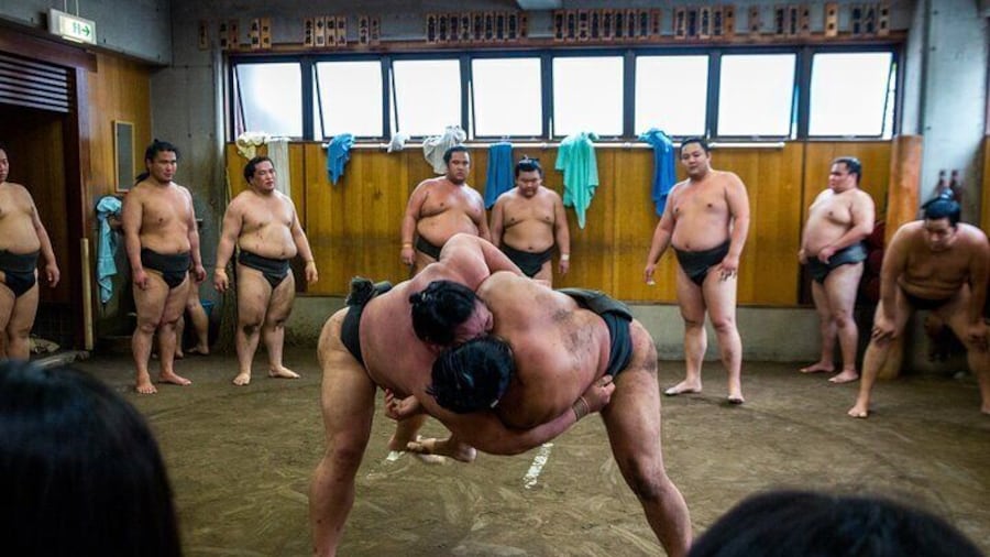 You could see the real Sumo wrestler from very close place