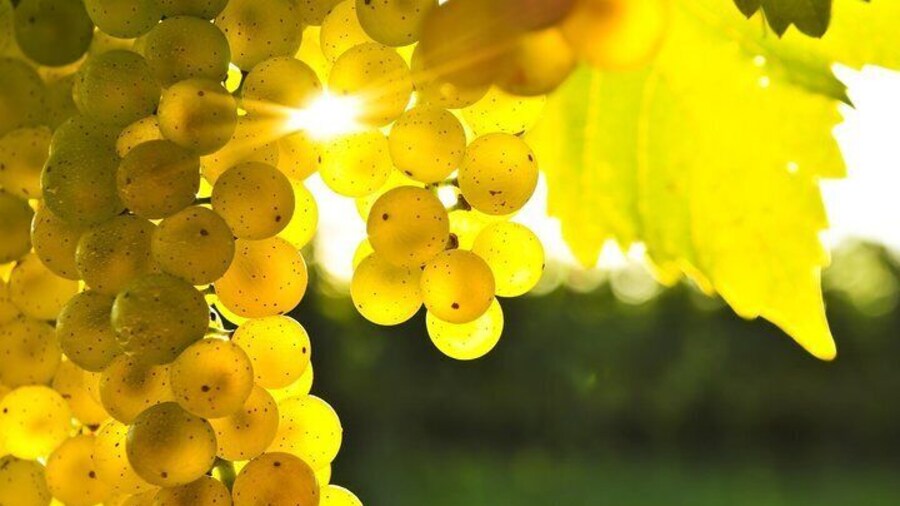 Awaiting Harvest