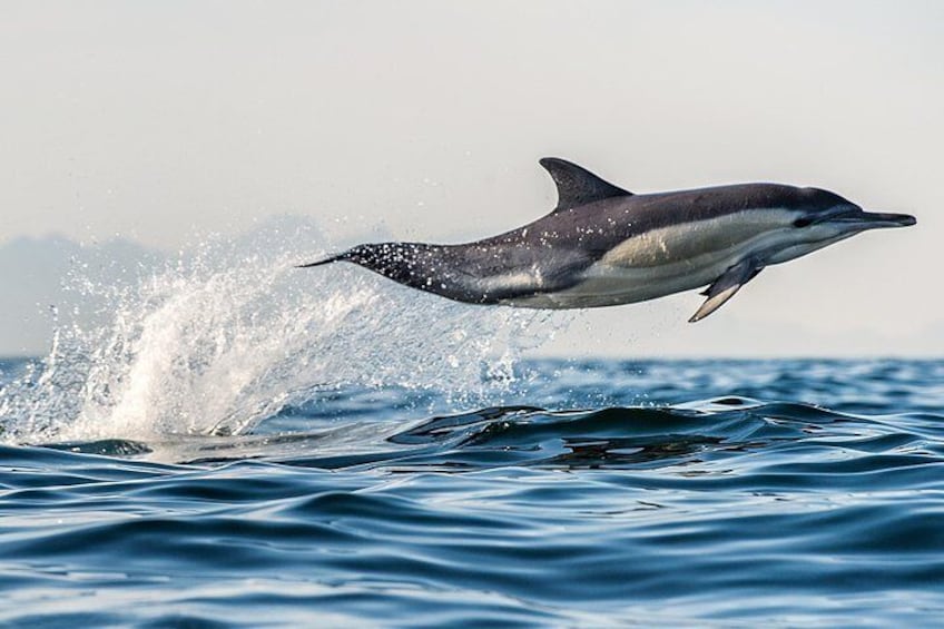 Beautiful common dolphin jumping