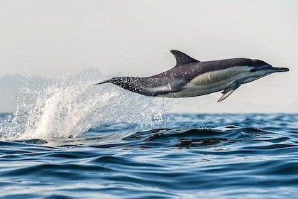 Half Day Dolphin & Wildlife Cruise - Tauranga
