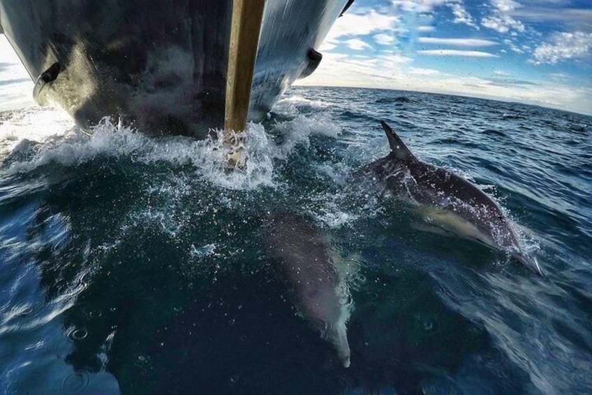 Dolphins jumping and swimming on the bow