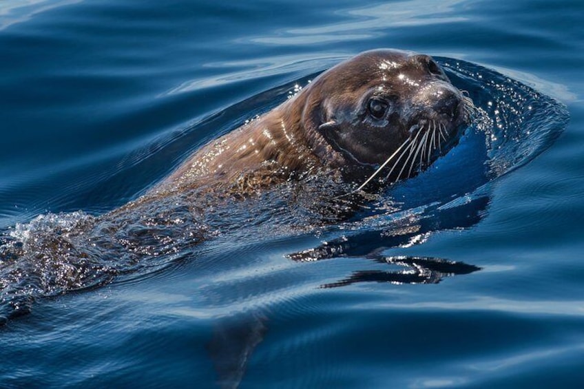 NZ Fur Seal