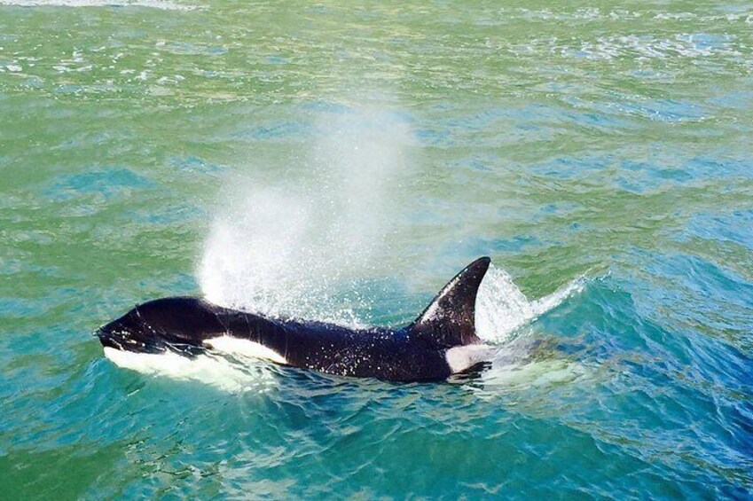 Beautiful Orca