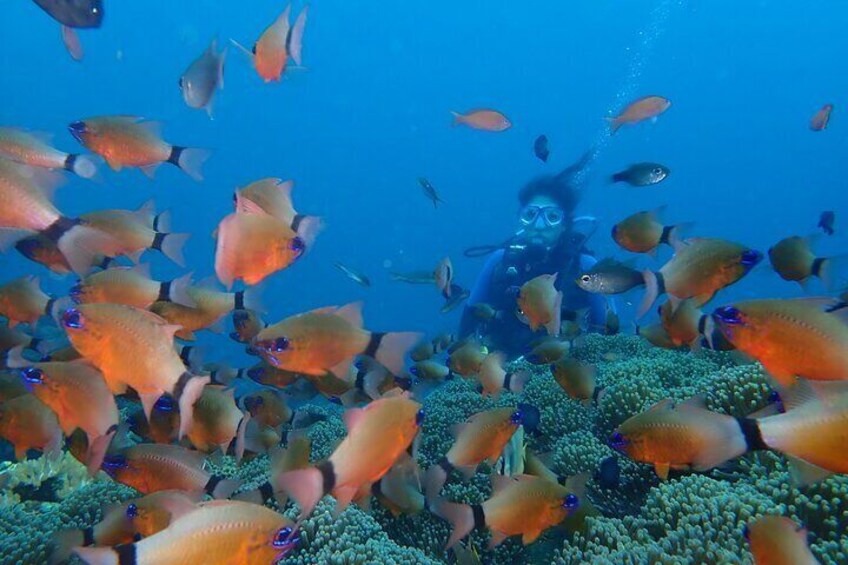 Shipwreck Tulamben Diving Tours