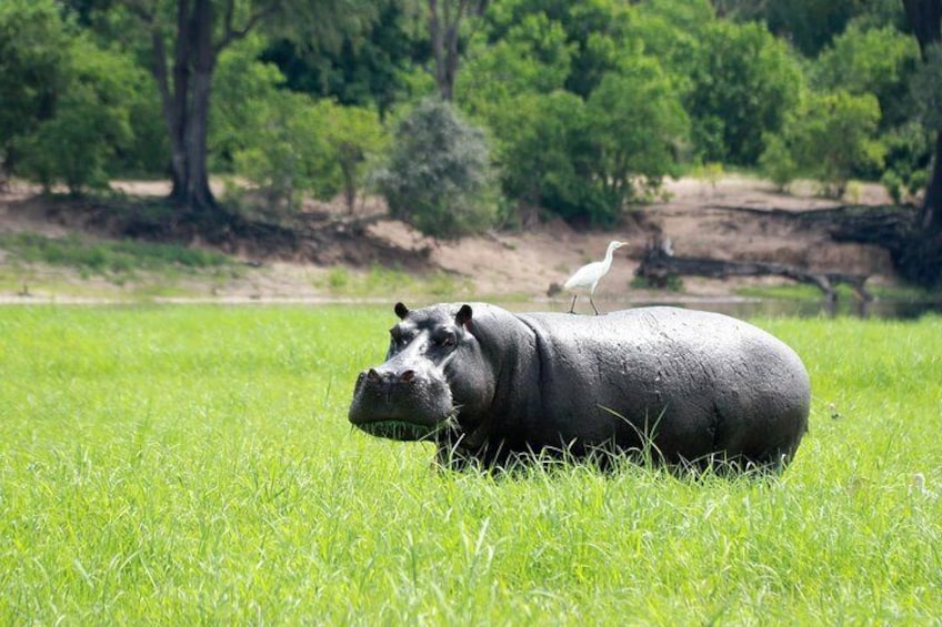 Chobe River Hippos