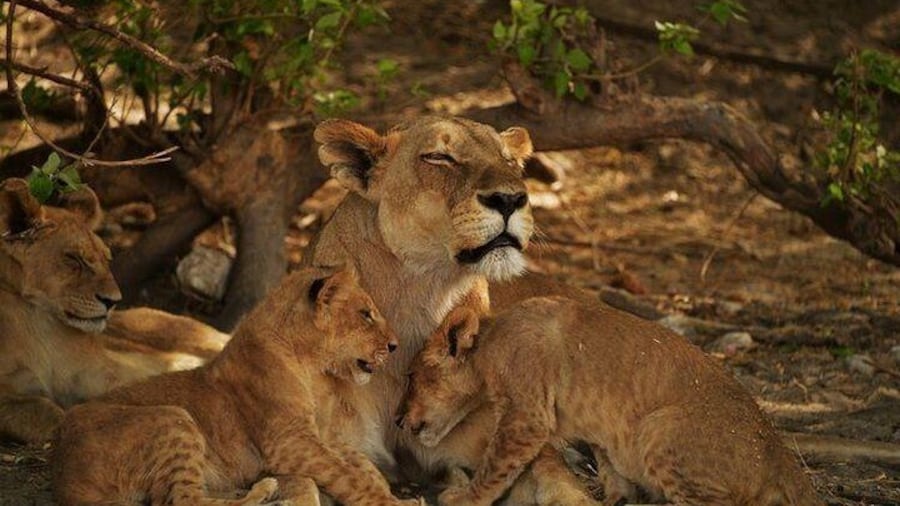 Lions