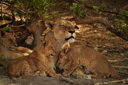 2-Day Camping Safari in Chobe National Park from Victoria Falls
