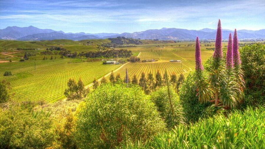 Marlborough Wine Region Scene of The Wairau Valley