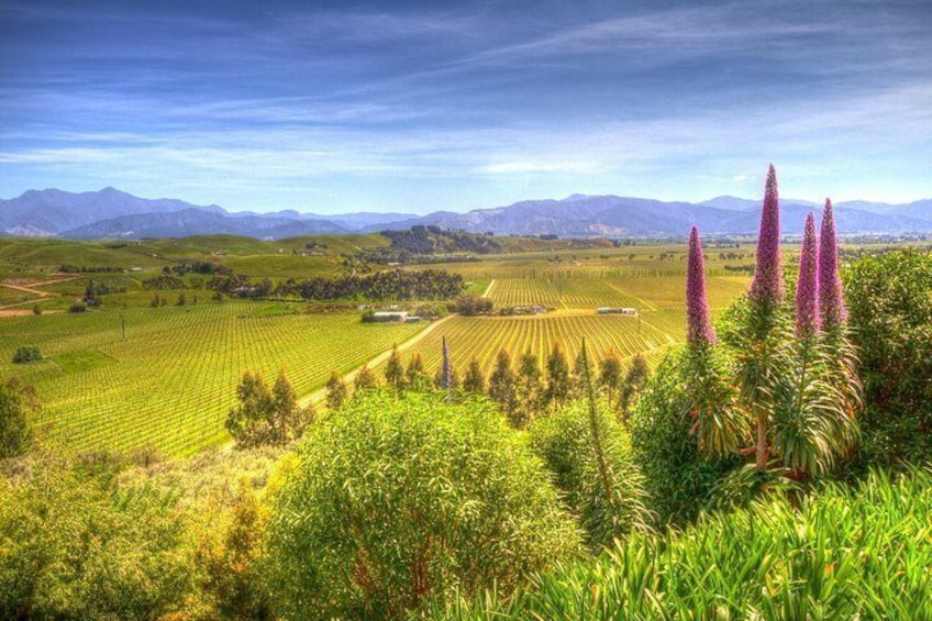 Marlborough Wine Region Scene of The Wairau Valley