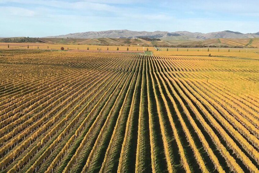 Beauty of the Vineyards of Marlborough NZ