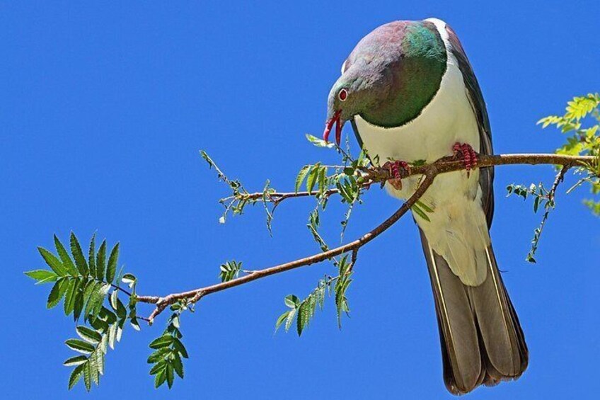 Cheeky Wood Pidgeon