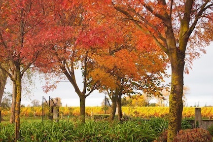 Private Tour: Winter Wine and Scenic Delights Tour from Blenheim