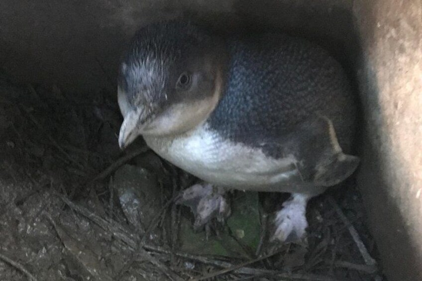 Little Blue Penguin at Kai Pupu Picton. Waiting to grow up a bit!