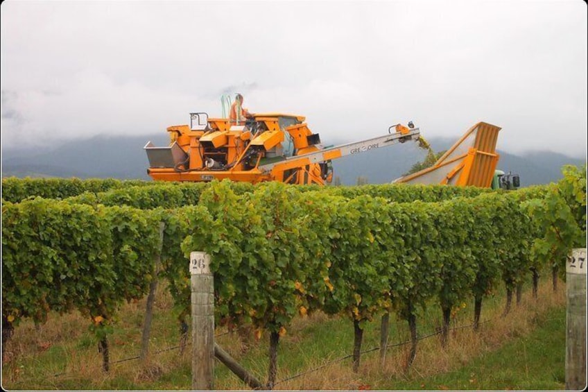 April Harvest Time Marlborough