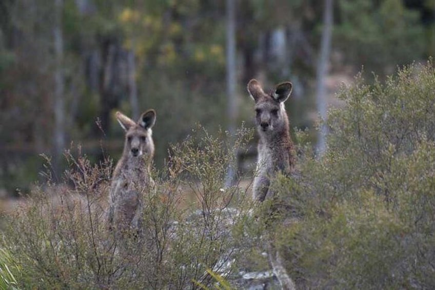 Two Eastern Grey's at Euroka Clearing