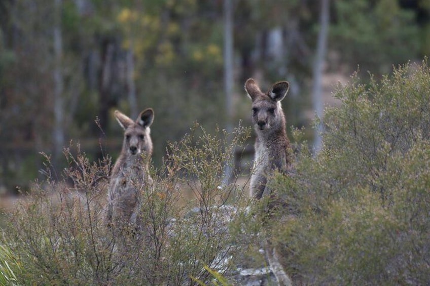 Two Eastern Greys