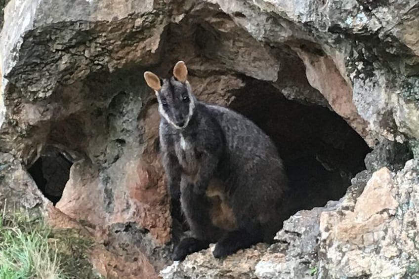 Brush Tail Wallaby (spotted near Charlotte Arch)