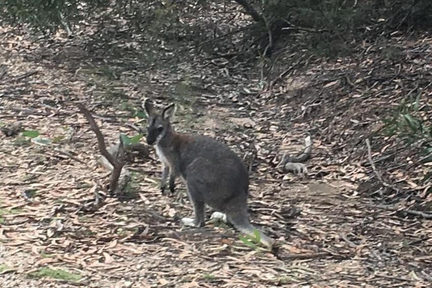 Red Neck Wallaby on the way top Jenolan